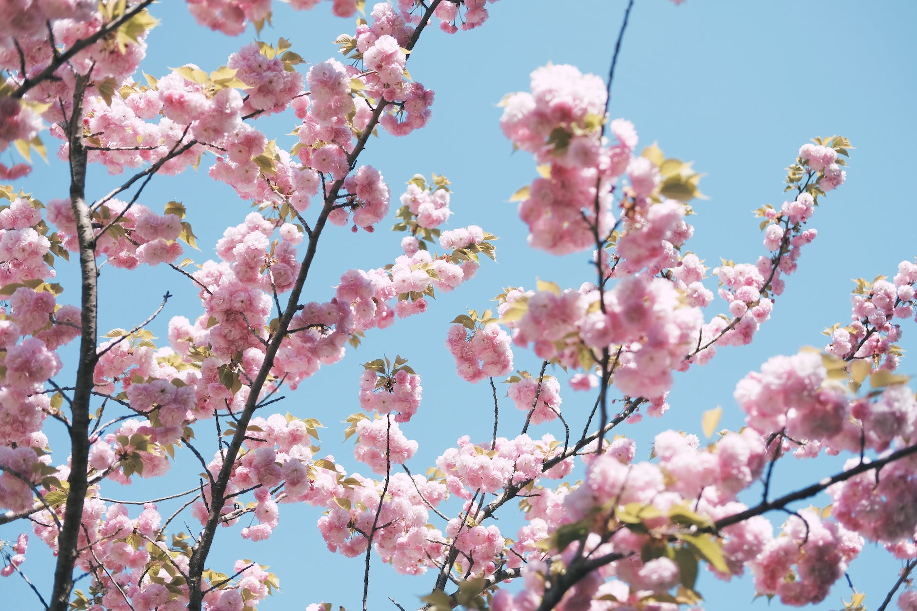 close up of cherry blossoms