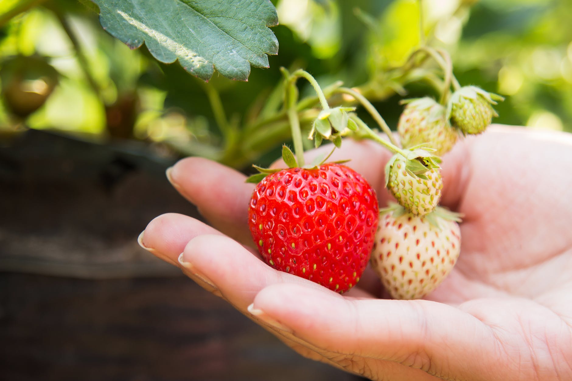 person holding red strawberry